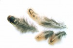 Hen Pheasant Shoulder feathers